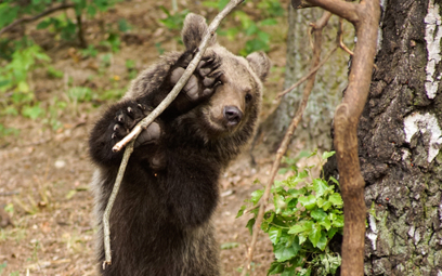 Tatry: Niedźwiedź gonił turystów. "Strach był"