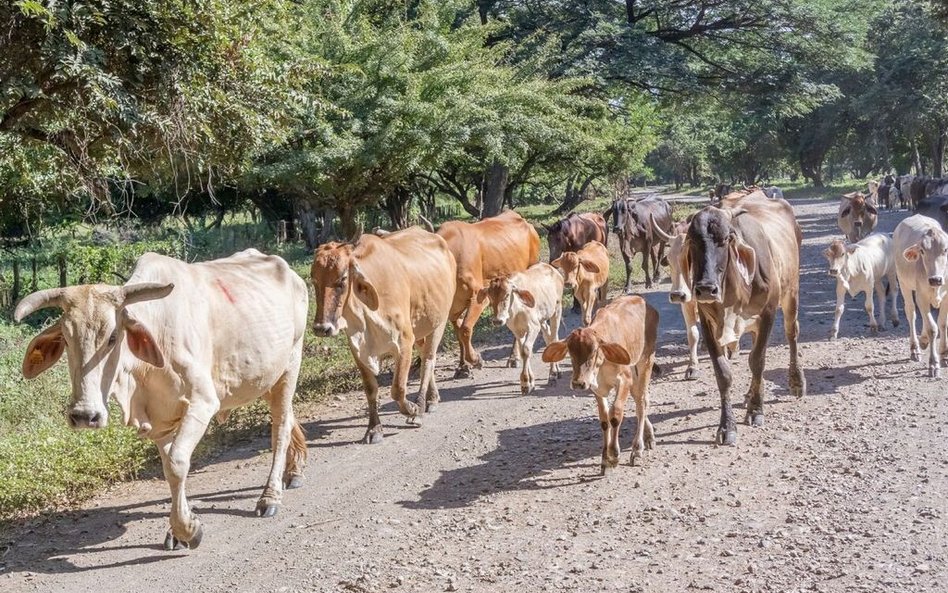 Narkobiznes zabija tropikalne lasy Ameryki Środkowej