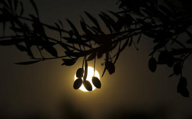 Hiszpania importuje oliwę z powodu suszy