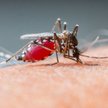 Wśród komarów z rodzaju Anopheles jest 100 gatunków roznoszących malarię