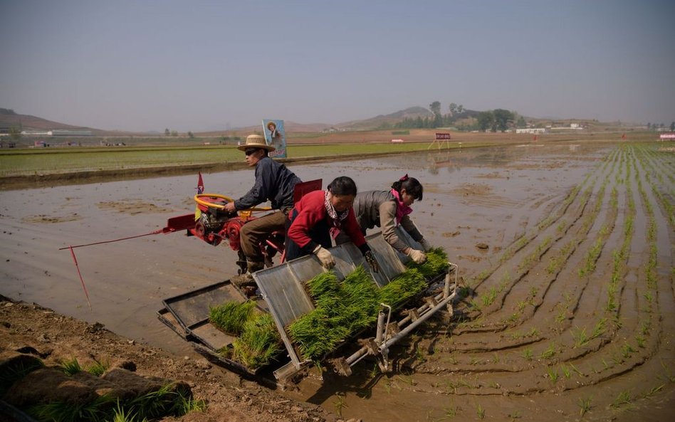 Korea Płn.: Największa susza od 1982 r. 10 mln grozi głód