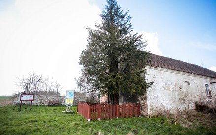 Cis "Henryk" jest najstarszym drzewem w Polsce, ma ok. 1280 lat.