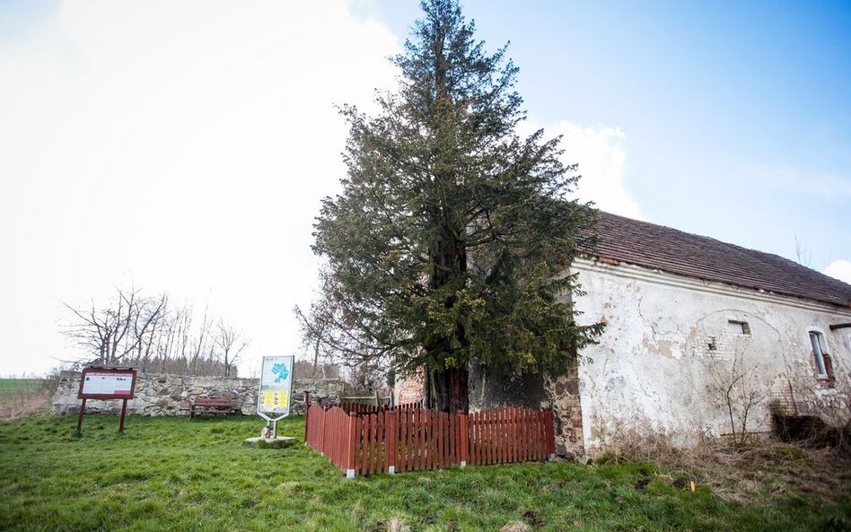 Cis "Henryk" jest najstarszym drzewem w Polsce, ma ok. 1280 lat.