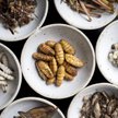 Inwestycje w firmy produkujące białka z owadów sięgają setek milionów dolarów