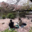 Wiśnie zaczynają kwitnąć w lutym na Okinawie i od tego momentu sakura-zensen, czyli „front kwitnieni
