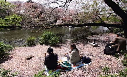 Wiśnie zaczynają kwitnąć w lutym na Okinawie i od tego momentu sakura-zensen, czyli „front kwitnieni