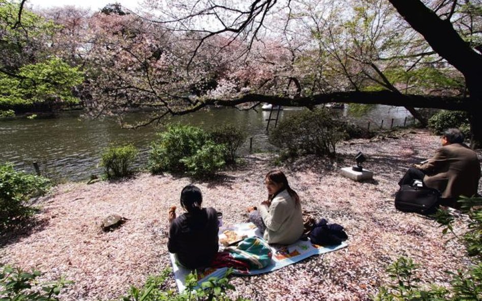 Wiśnie zaczynają kwitnąć w lutym na Okinawie i od tego momentu sakura-zensen, czyli „front kwitnieni