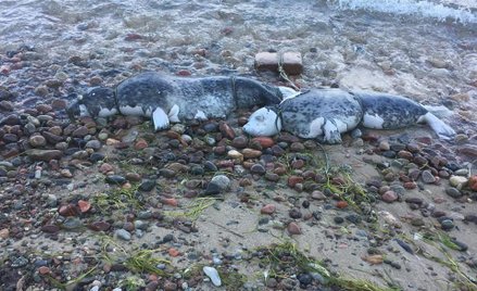 Martwe foki w Gdyni. Miały pętle na szyjach