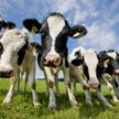 Produkcja mięsa i nabiału odpowiada za około 14,5 proc. globalnych emisji gazów cieplarnianych