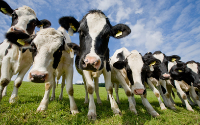 Produkcja mięsa i nabiału odpowiada za około 14,5 proc. globalnych emisji gazów cieplarnianych