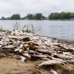 Badania GIS wykryły obecność toksycznych glonów na Kanale Gliwickim