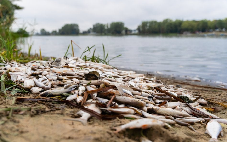 Badania GIS wykryły obecność toksycznych glonów na Kanale Gliwickim