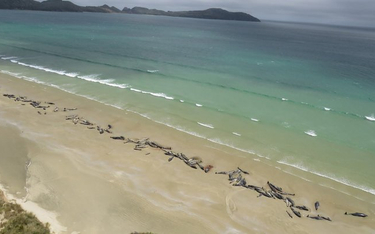 145 grindwali zginęło na brzegu Nowej Zelandii