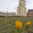 Krokusy w Kielcach