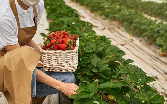 Głównym „owocem” projektu są procedury wytwarzania certyfikowanych materiałów odniesienia. Mają być 