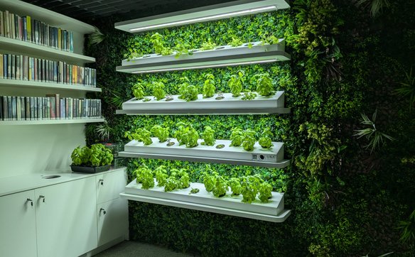 Unikalnym elementem wystroju jest hydroponika, czyli bezglebowa uprawa roślin.