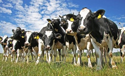 Pogłowie bydła w Polsce wyniosło w grudniu 6,18 mln sztuk, o 2,4 proc. więcej niż rok wcześniej