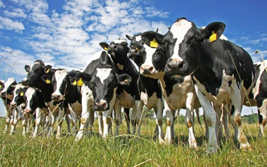 Pogłowie bydła w Polsce wyniosło w grudniu 6,18 mln sztuk, o 2,4 proc. więcej niż rok wcześniej
