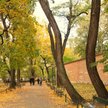 Kraków w wybranych parkach (m.in. na Plantach) sadzi rośliny charakterystyczne dla leśnego runa