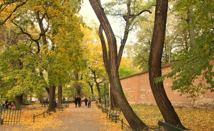 Kraków w wybranych parkach (m.in. na Plantach) sadzi rośliny charakterystyczne dla leśnego runa