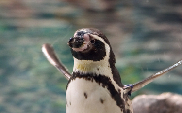 Chińskie władze do turystów: Nie głaskać pingwinów