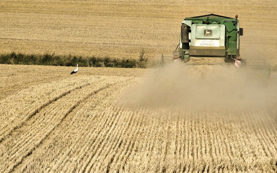 FAO: ceny żywności na świecie bez zmiany w listopadzie