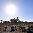 Australia: "100 proc. suszy" w Nowej Południowej Walii