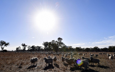 Australia: "100 proc. suszy" w Nowej Południowej Walii