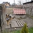 Zgodnie z projektowanymi przepisami minimalna powierzchnia kojca będzie zależeć od wysokości psa w k