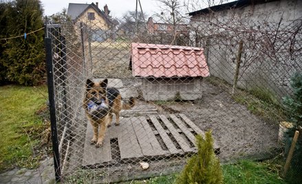 Zgodnie z projektowanymi przepisami minimalna powierzchnia kojca będzie zależeć od wysokości psa w k