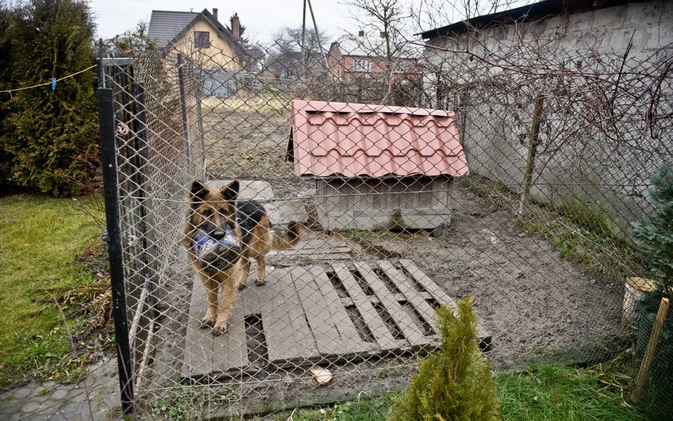Zgodnie z projektowanymi przepisami minimalna powierzchnia kojca będzie zależeć od wysokości psa w k