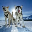 Pierwsze udomowione psy wyglądały jak syberyjskie husky