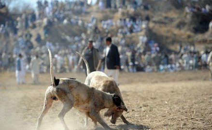 Walki psów w Pakistanie