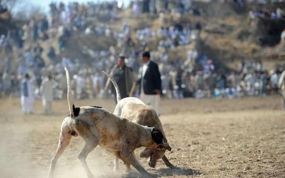 Walki psów w Pakistanie