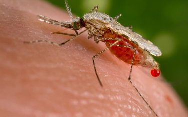Genetyka malarii bez tajemnic