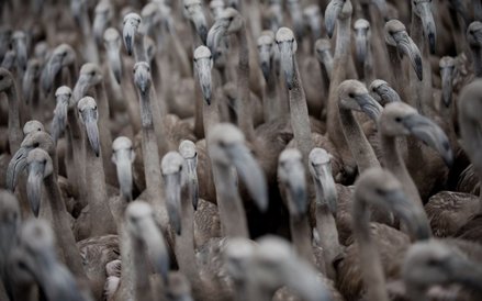 Malaga. Famingi w jeziorze Fuente de Piedra