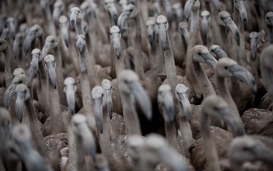 Malaga. Famingi w jeziorze Fuente de Piedra