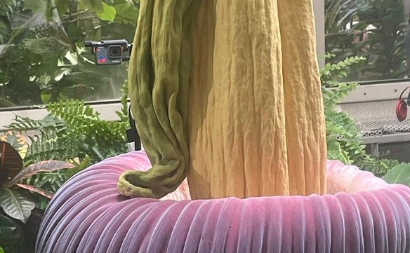 We wczesnych godzinach popołudniowych dzwidło olbrzymie już przekwitło