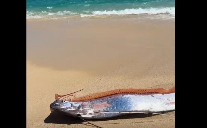 Morze wyrzuciło na brzeg „ryby zagłady”. Znaleźli je turyści