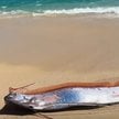W Meksyku morze wyrzuciło na brzeg „ryby zagłady”