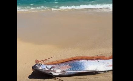 W Meksyku morze wyrzuciło na brzeg „ryby zagłady”
