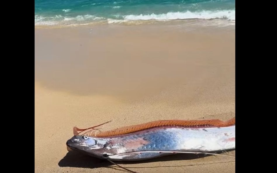 W Meksyku morze wyrzuciło na brzeg „ryby zagłady”