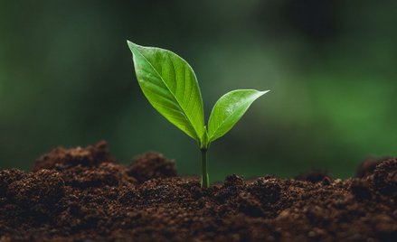 Indie: Chcesz pozwolenie na broń? Sadź drzewa