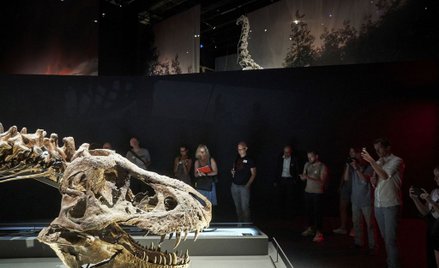 Naukowcy: Tyranozaury miały "klimatyzację" w czaszce