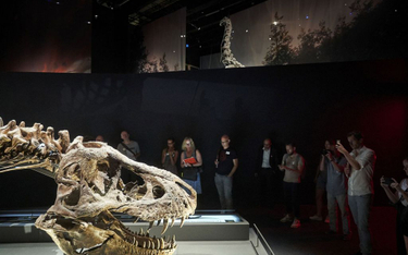 Naukowcy: Tyranozaury miały "klimatyzację" w czaszce