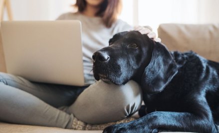 Irena Lasota: Psy już nie są takie, jak kiedyś