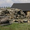 Od 2016 r. Lasy Państwowe będą zgodnie z przyjętą w tym roku ustawą odprowadzać do fiskusa podatek w
