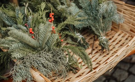Szwedzki pomysł na emisje: biowęgiel ze starych choinek