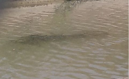 Pod Warszawą szukają węża. Pod Rzymem krokodyla