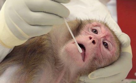 Szczepionki przeciw wirusowi Zika są na razie testowane tylko na zwierzętach